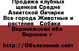 Продажа клубных щенков Средне Азиатской Овчарки - Все города Животные и растения » Собаки   . Воронежская обл.,Воронеж г.